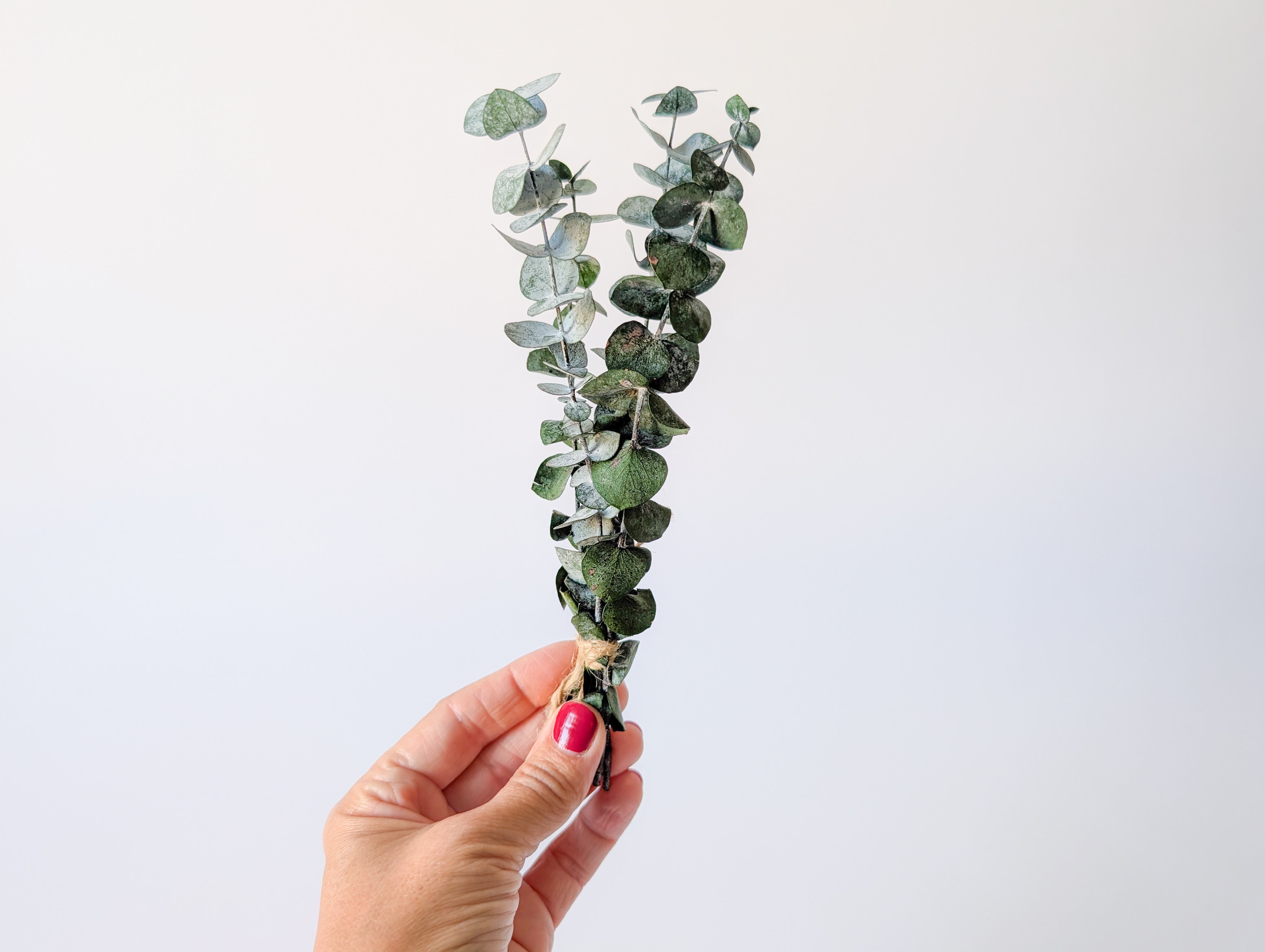 Mini Eucalyptus Bouquet – Le Garde-fleurs