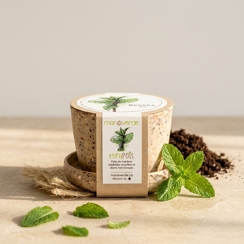 manoverde-minipot-semence-menthe.jpg
