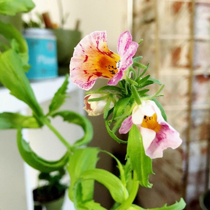 “I Love You” Garden Kit – Nemesia