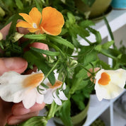 “I Love You” Garden Kit – Nemesia